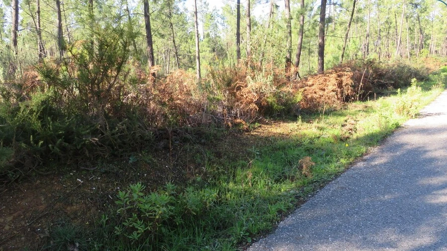 Terreno para Venda em Cumeada e Marmeleiro