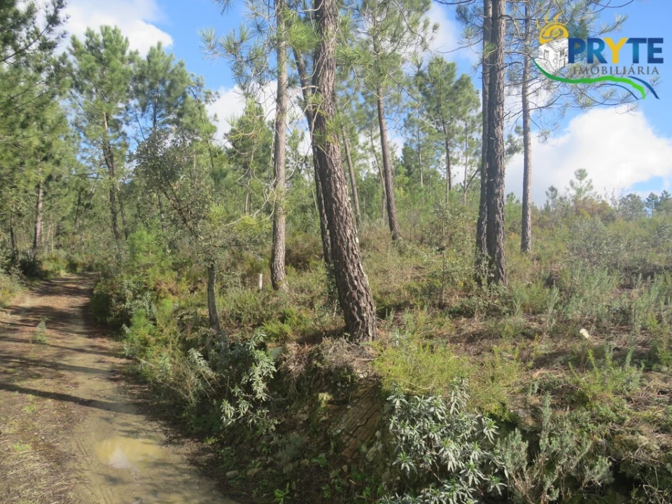 Terreno para Venda em Cumeada e Marmeleiro Foto 2
