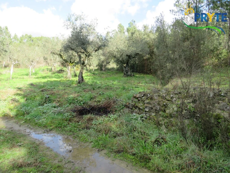 Terreno para Venda em Cumeada e Marmeleiro Foto 4