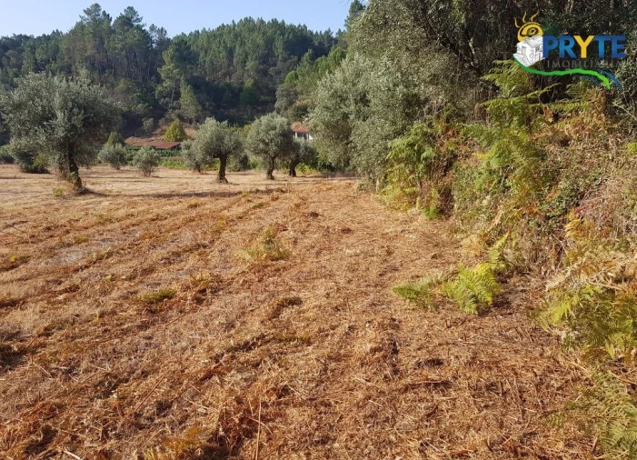 Terreno para Venda em Sertã Foto 6