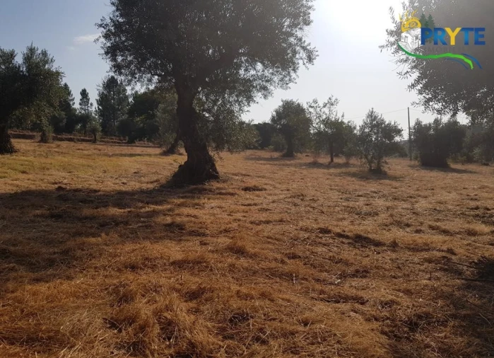 Terreno para Venda em Sertã Foto 8