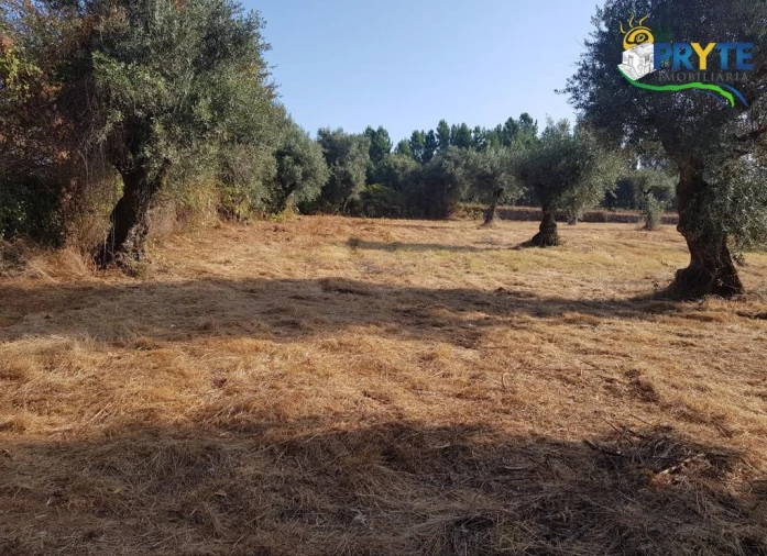 Terreno para Venda em Sertã Foto 11