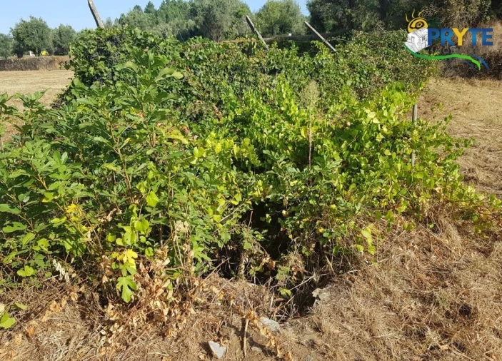 Terreno para Venda em Sertã Foto 19