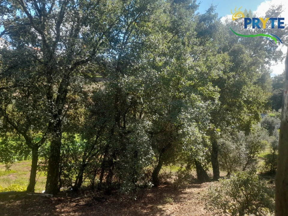 Terreno para Venda em Proença-A-Nova e Peral Foto 11