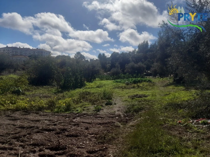 Terreno para Venda em Proença-A-Nova e Peral Foto 3