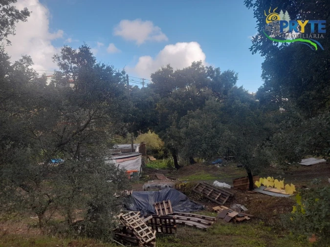 Terreno para Venda em Proença-A-Nova e Peral Foto 10