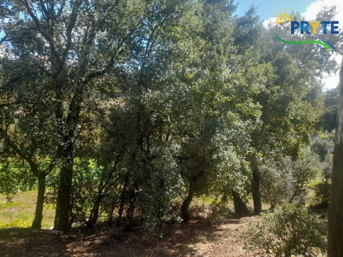 Terreno para Venda em Proença-A-Nova e Peral Foto 11
