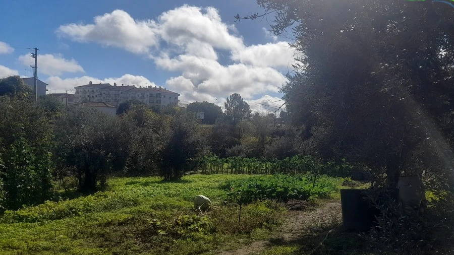 Terreno para Venda em Proença-A-Nova e Peral