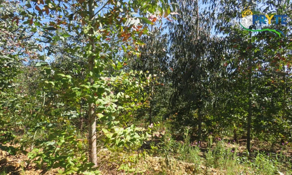 Terreno para Venda em Sertã Foto 2