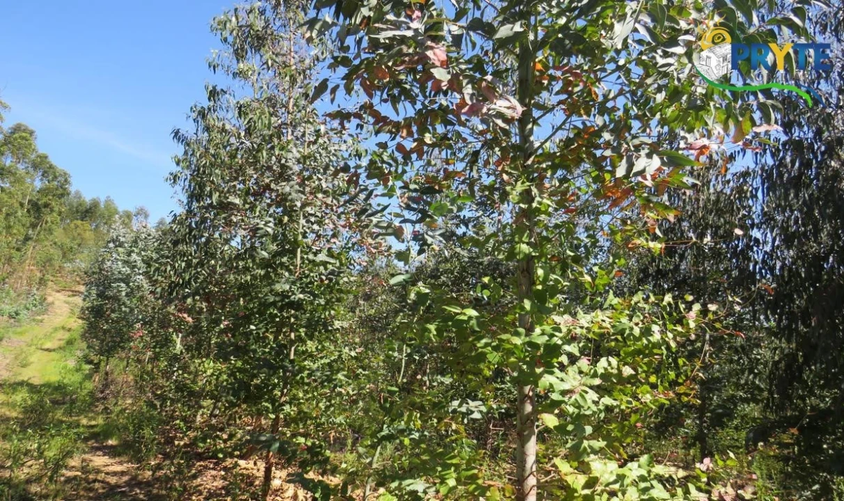 Terreno para Venda em Sertã Foto 3