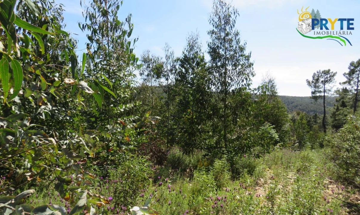 Terreno para Venda em Sertã Foto 7