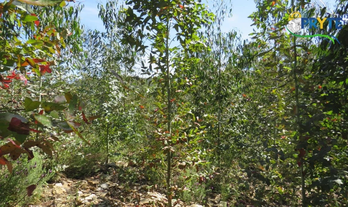 Terreno para Venda em Sertã Foto 14