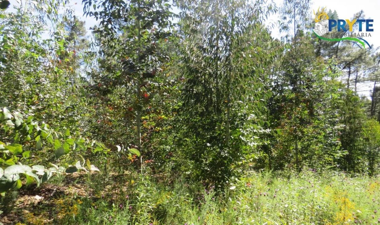 Terreno para Venda em Sertã Foto 15