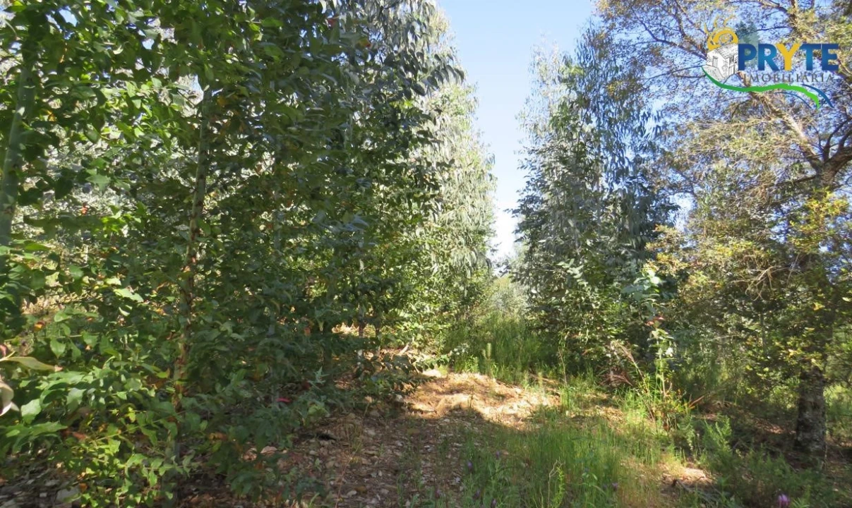 Terreno para Venda em Sertã Foto 17