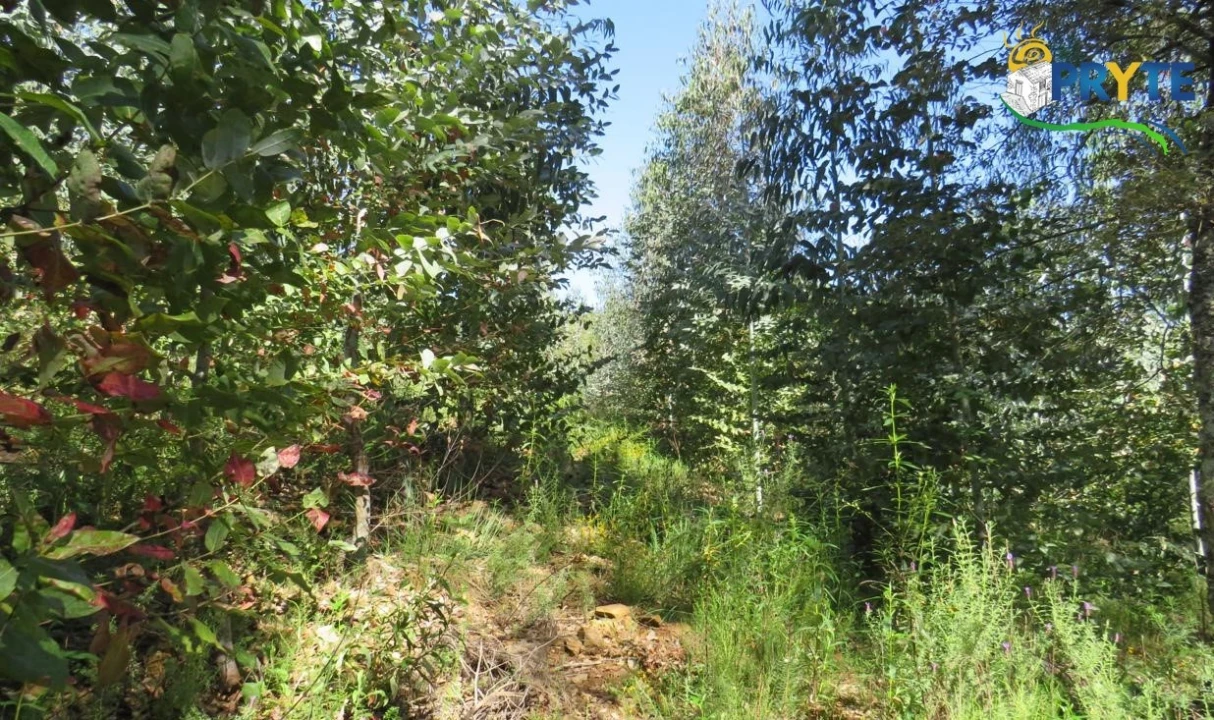 Terreno para Venda em Sertã Foto 19