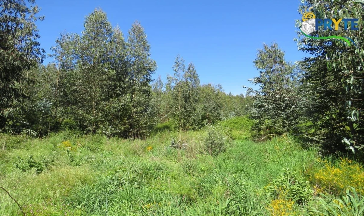 Terreno para Venda em Sertã Foto 1