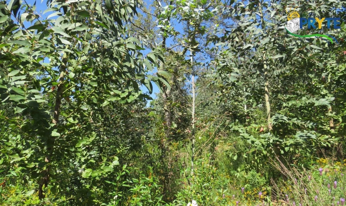 Terreno para Venda em Sertã Foto 22