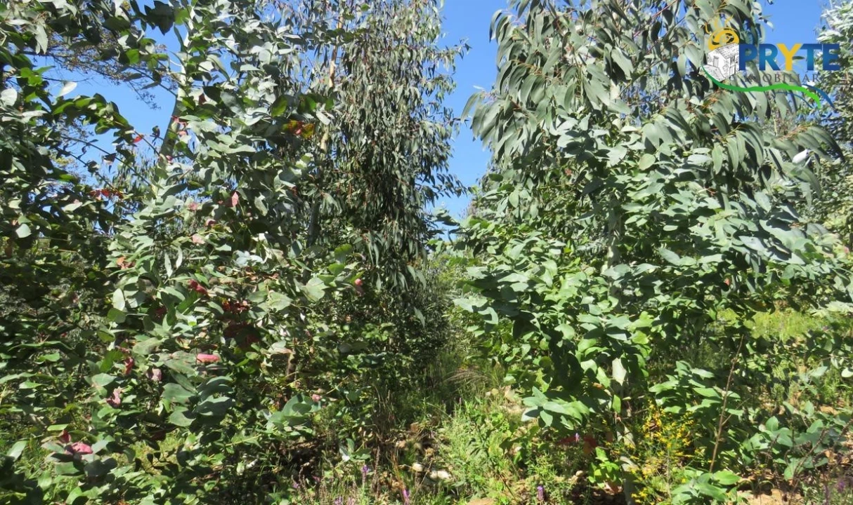 Terreno para Venda em Sertã Foto 25