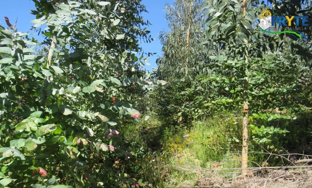 Terreno para Venda em Sertã Foto 26