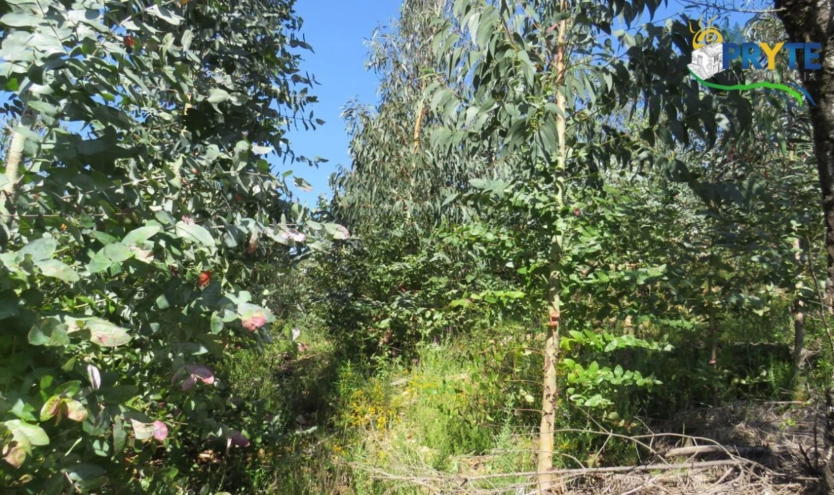 Terreno para Venda em Sertã Foto 27