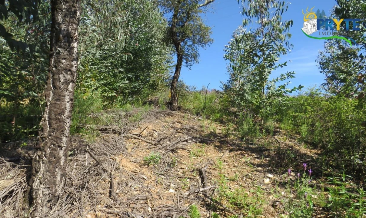 Terreno para Venda em Sertã Foto 29