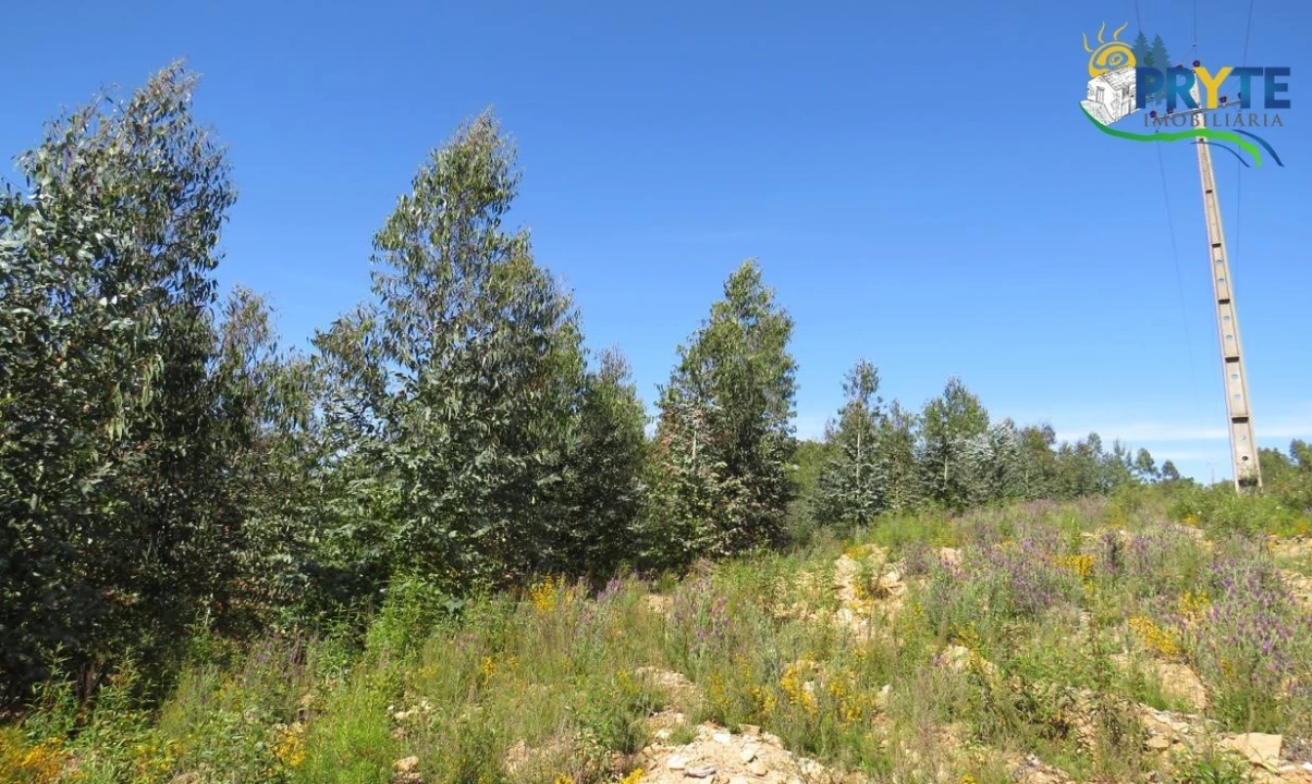 Terreno para Venda em Sertã Foto 34