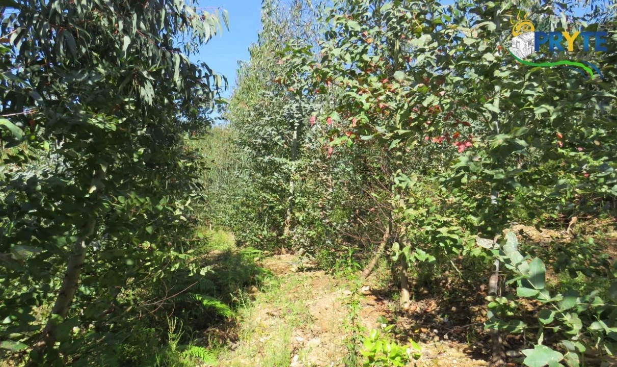 Terreno para Venda em Sertã Foto 38