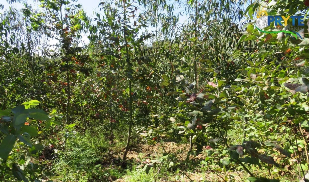 Terreno para Venda em Sertã Foto 39