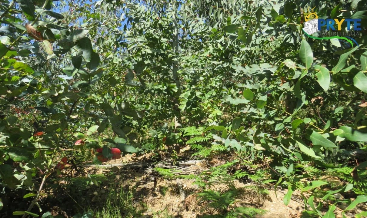 Terreno para Venda em Sertã Foto 45