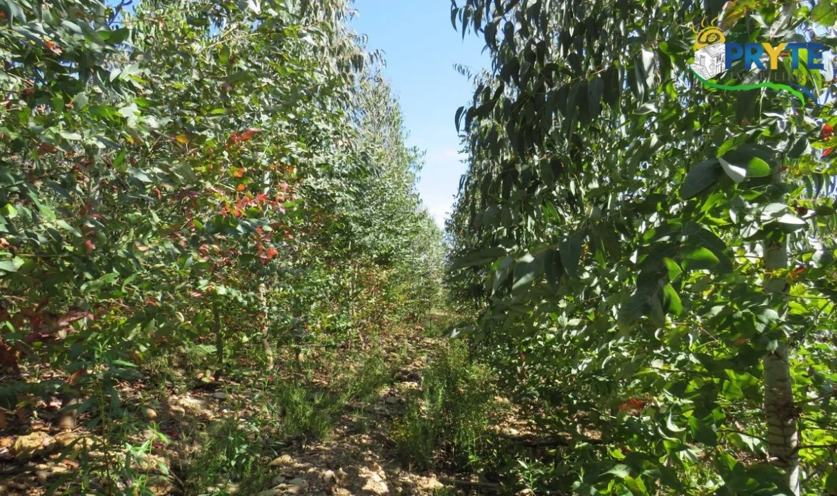 Terreno para Venda em Sertã Foto 46