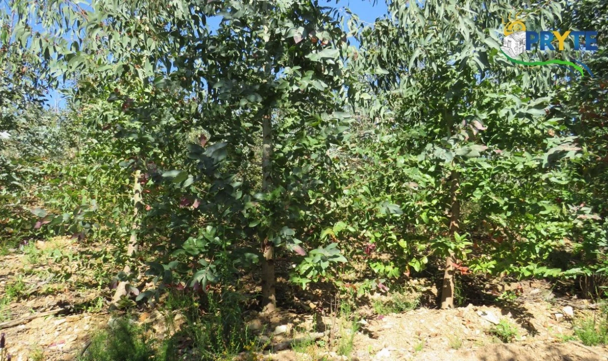 Terreno para Venda em Sertã Foto 47