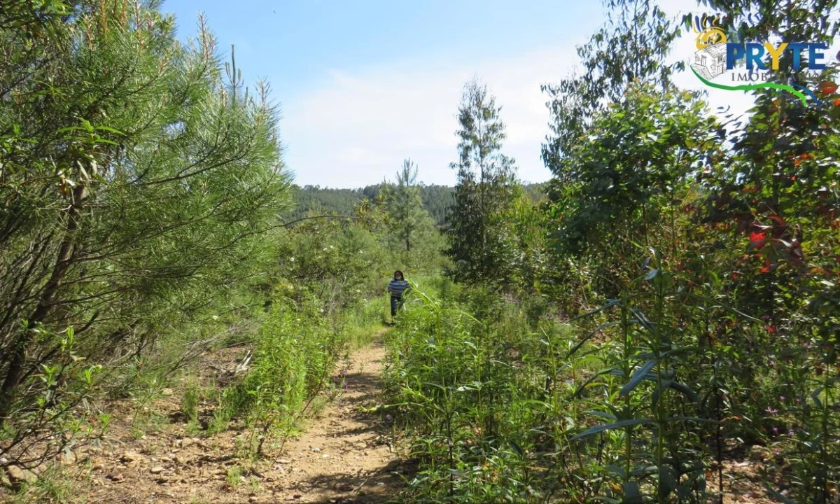 Terreno para Venda em Sertã Foto 49