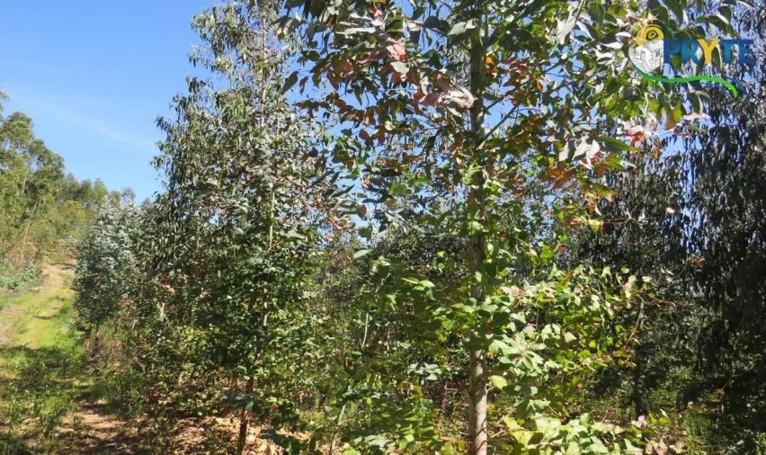 Terreno para Venda em Sertã Foto 3