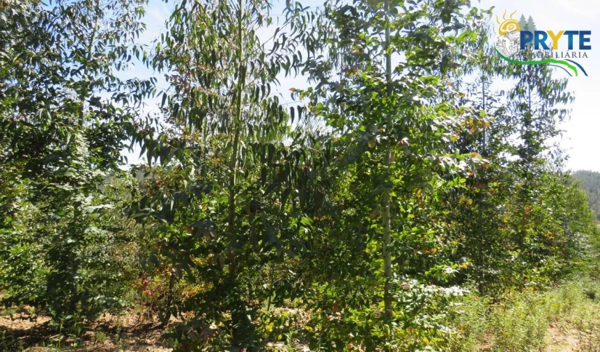 Terreno para Venda em Sertã Foto 4