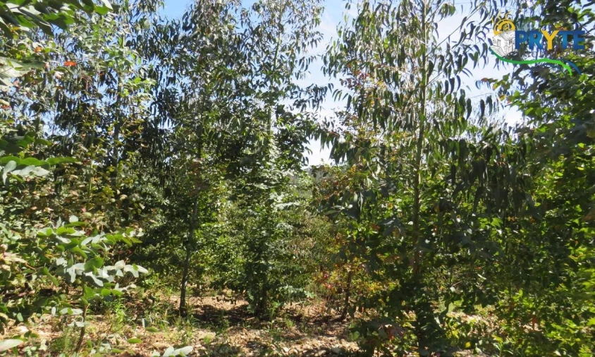 Terreno para Venda em Sertã Foto 5