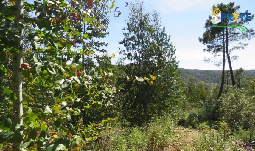 Terreno para Venda em Sertã Foto 6