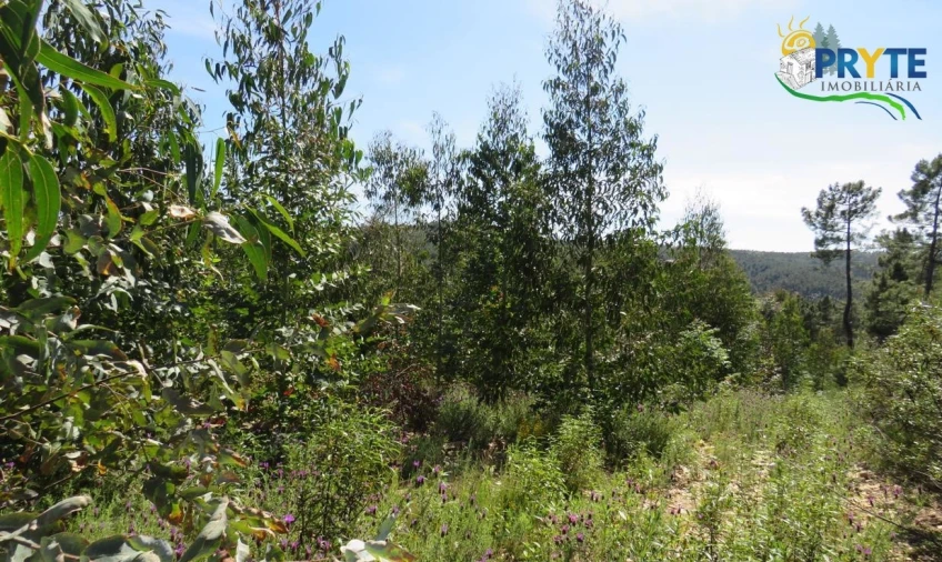 Terreno para Venda em Sertã Foto 7