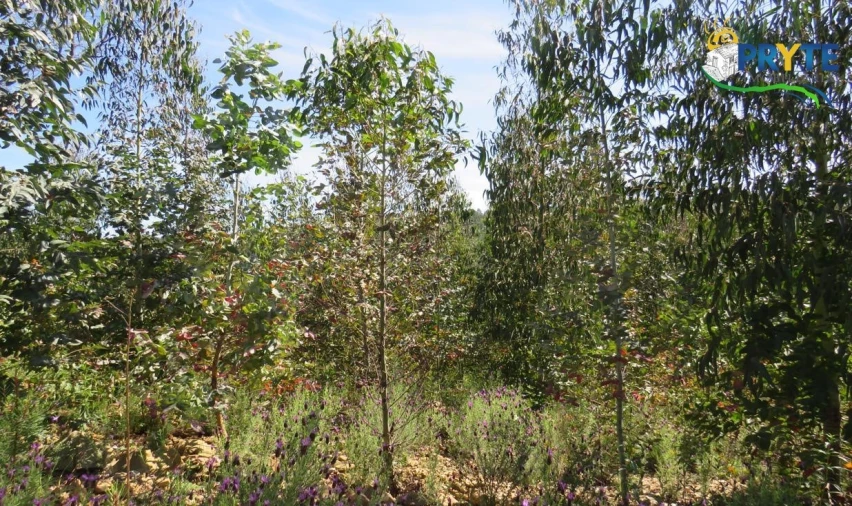 Terreno para Venda em Sertã Foto 8