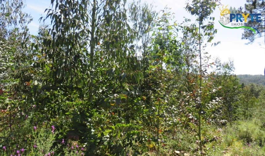 Terreno para Venda em Sertã Foto 9