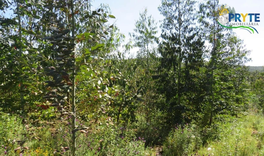 Terreno para Venda em Sertã Foto 10