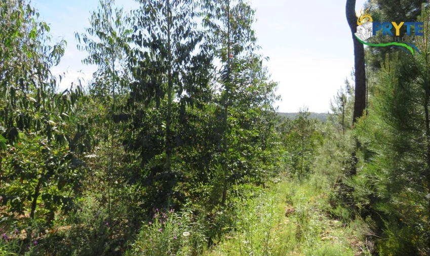 Terreno para Venda em Sertã Foto 11