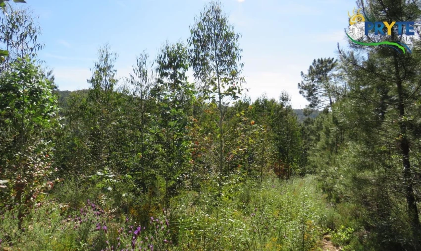 Terreno para Venda em Sertã Foto 12