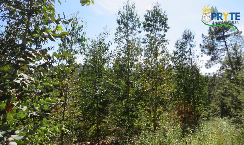 Terreno para Venda em Sertã Foto 13