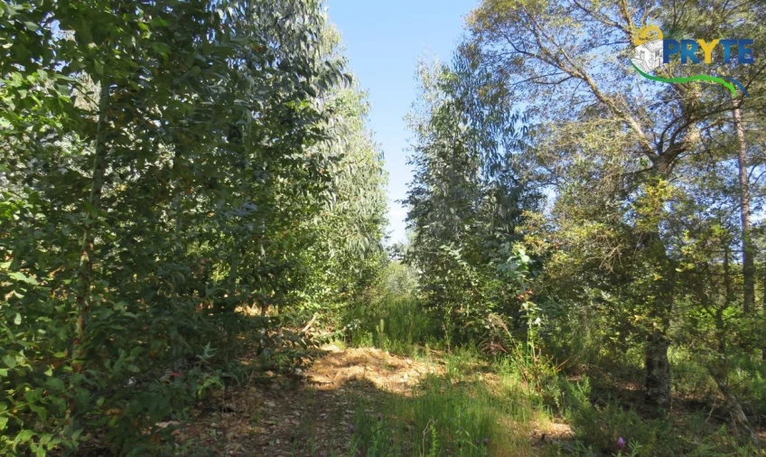 Terreno para Venda em Sertã Foto 16