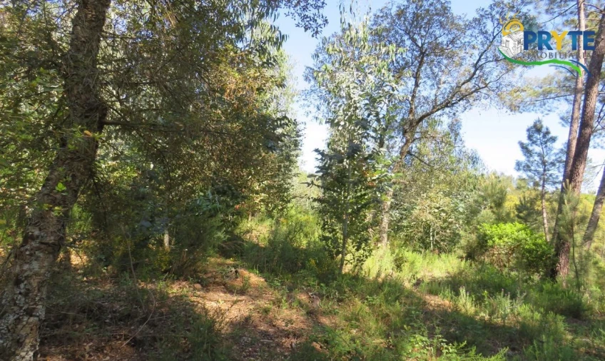 Terreno para Venda em Sertã Foto 18