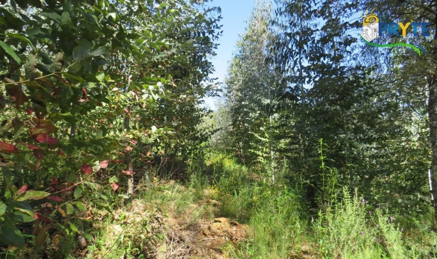 Terreno para Venda em Sertã Foto 19