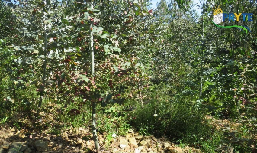 Terreno para Venda em Sertã Foto 20