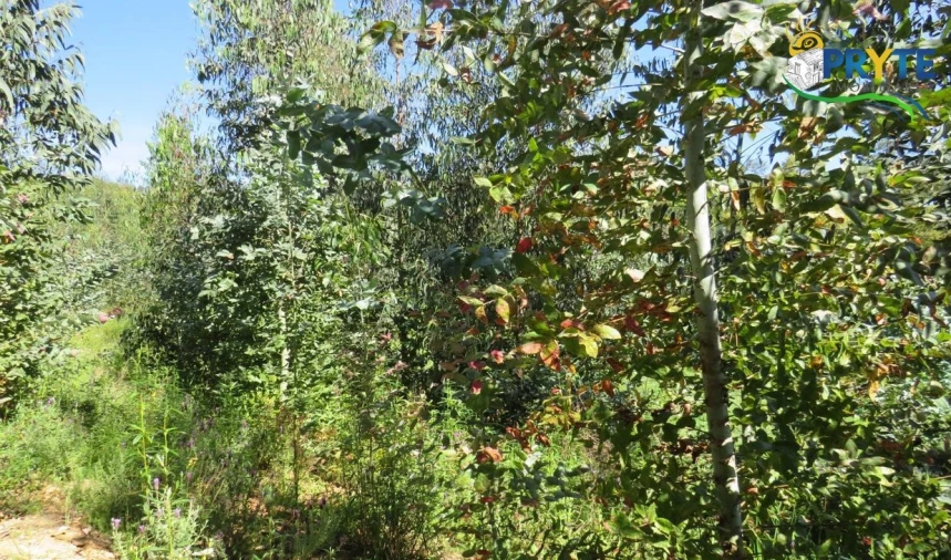 Terreno para Venda em Sertã Foto 21