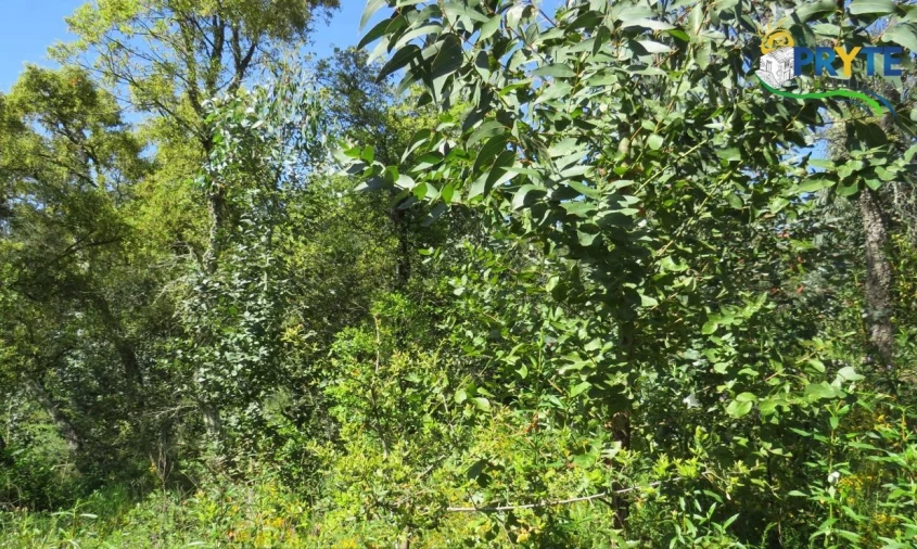 Terreno para Venda em Sertã Foto 23