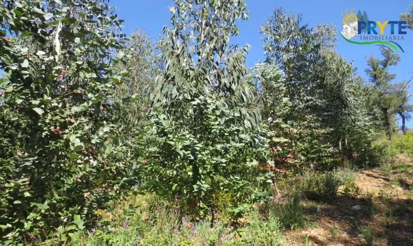Terreno para Venda em Sertã Foto 24